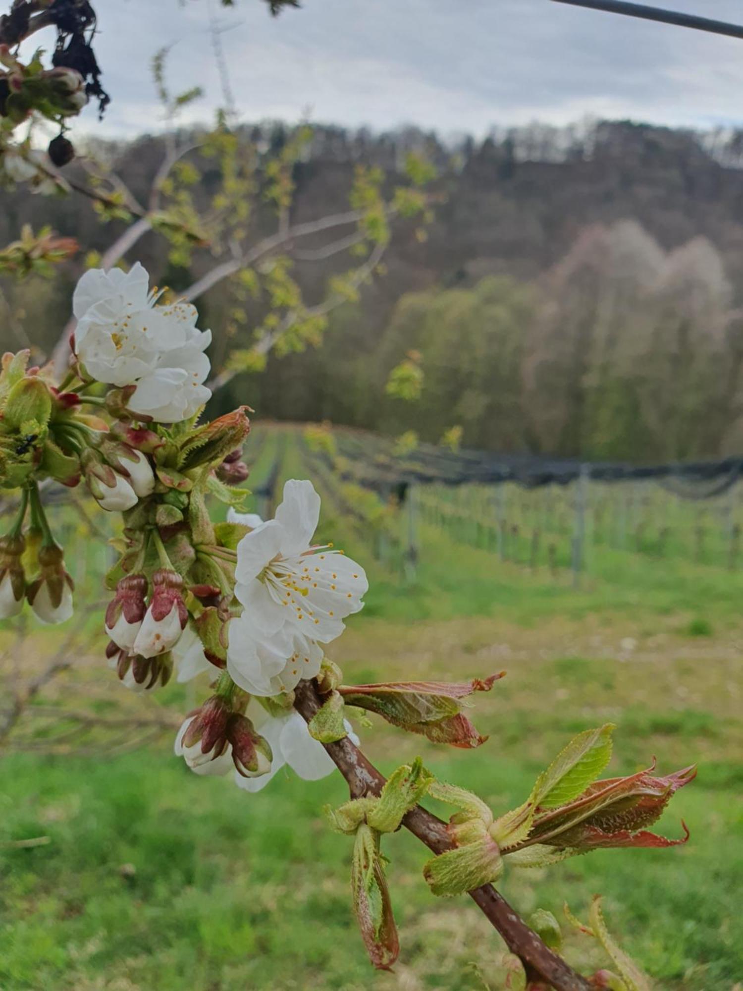Апартаменти Weingut Pugl Лайбніц Екстер'єр фото